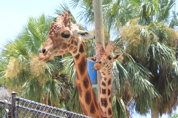 giraffes at naples zoo